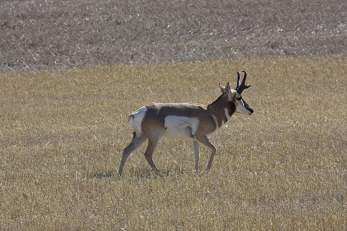 And a healthy population of Pronghorn Antalope in ...