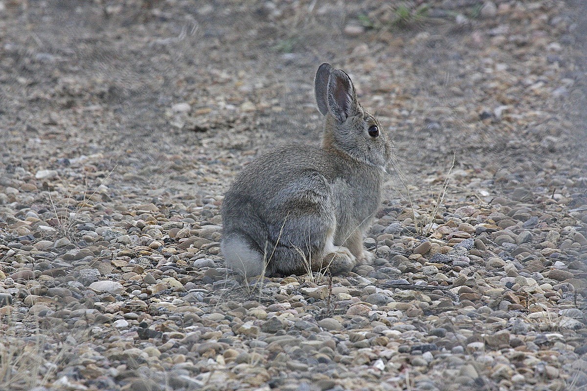 We have three species of rabbit, like ths Cottonta...