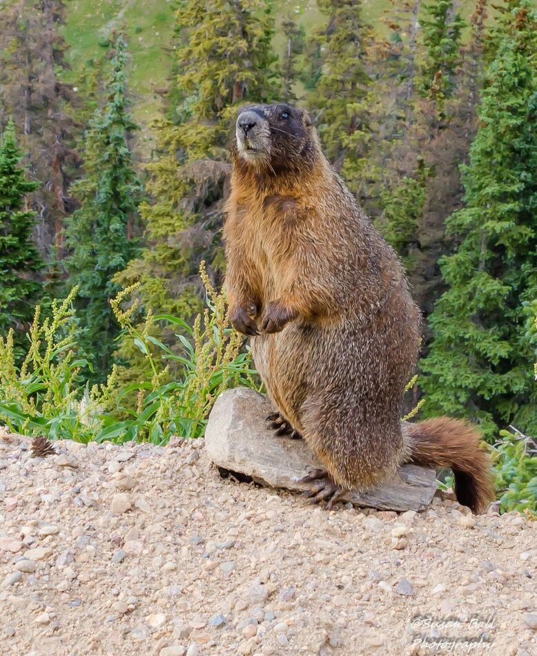 Marmot: Marmot up in Rocky Mountain national park...