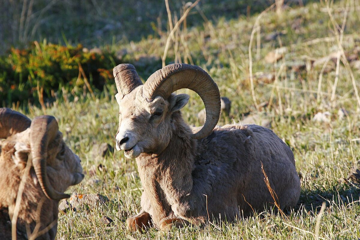 There are still good populations of Big Horn Sheep...