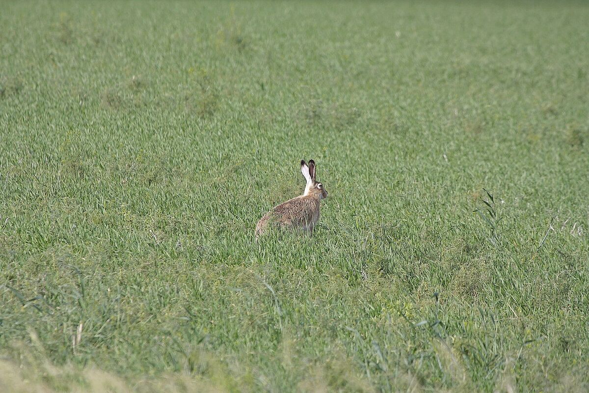 And this White Tailed Jack Rabbit....