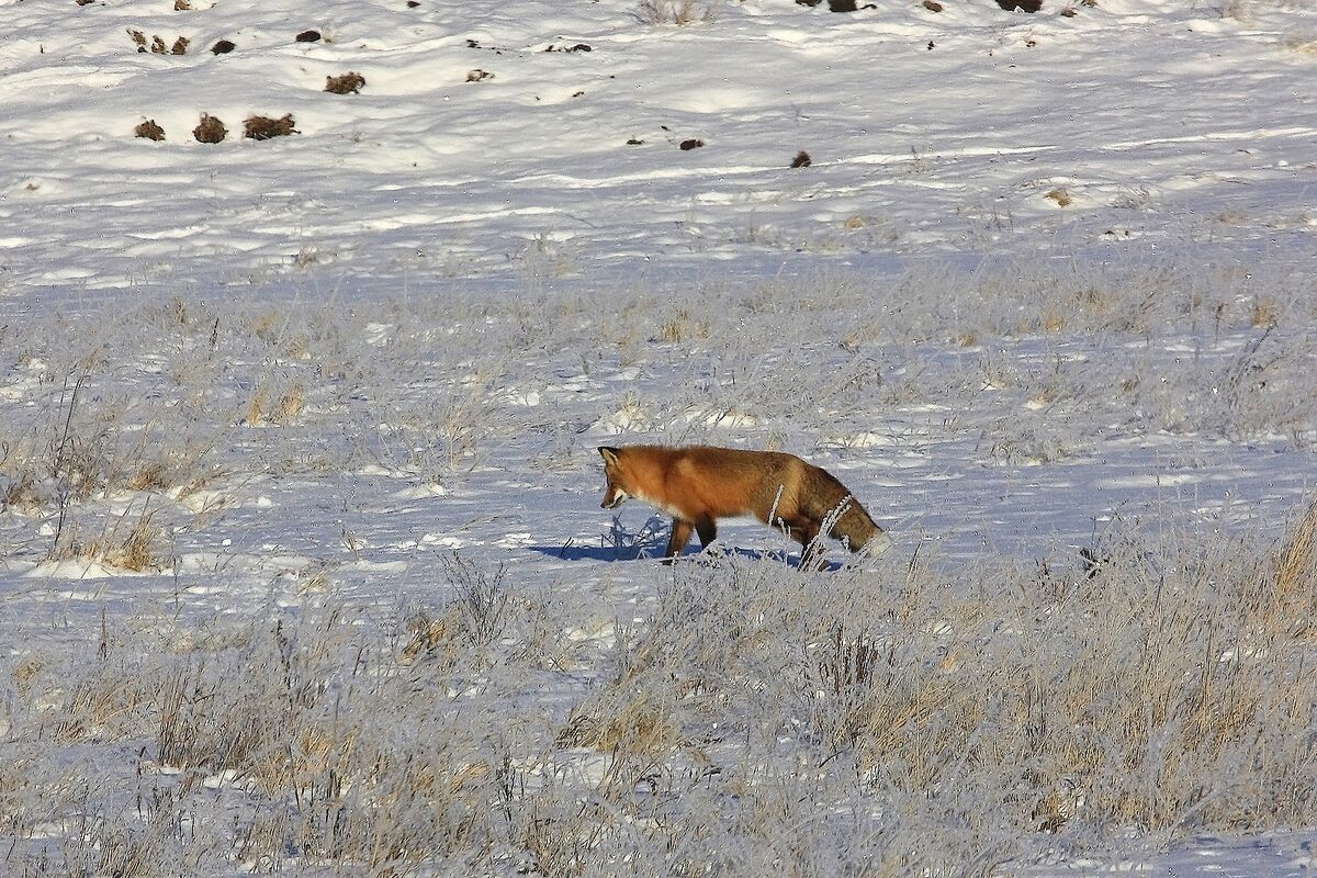 Along with a healthy population of Red Fox, includ...