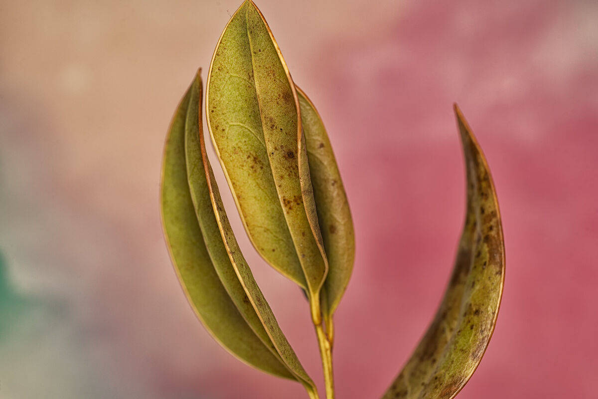 macro-image-of-leaves-leaf-footed-bug-i-staged-one-of-my-preserved