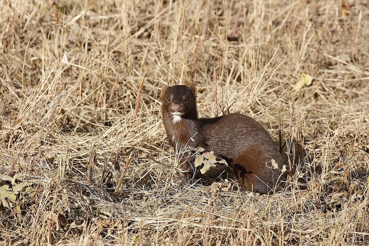 And Mink. We also have Pine Martin but I only have...