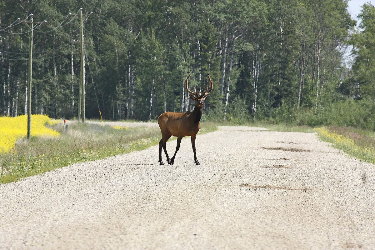 There are also good numbers of Elk,...