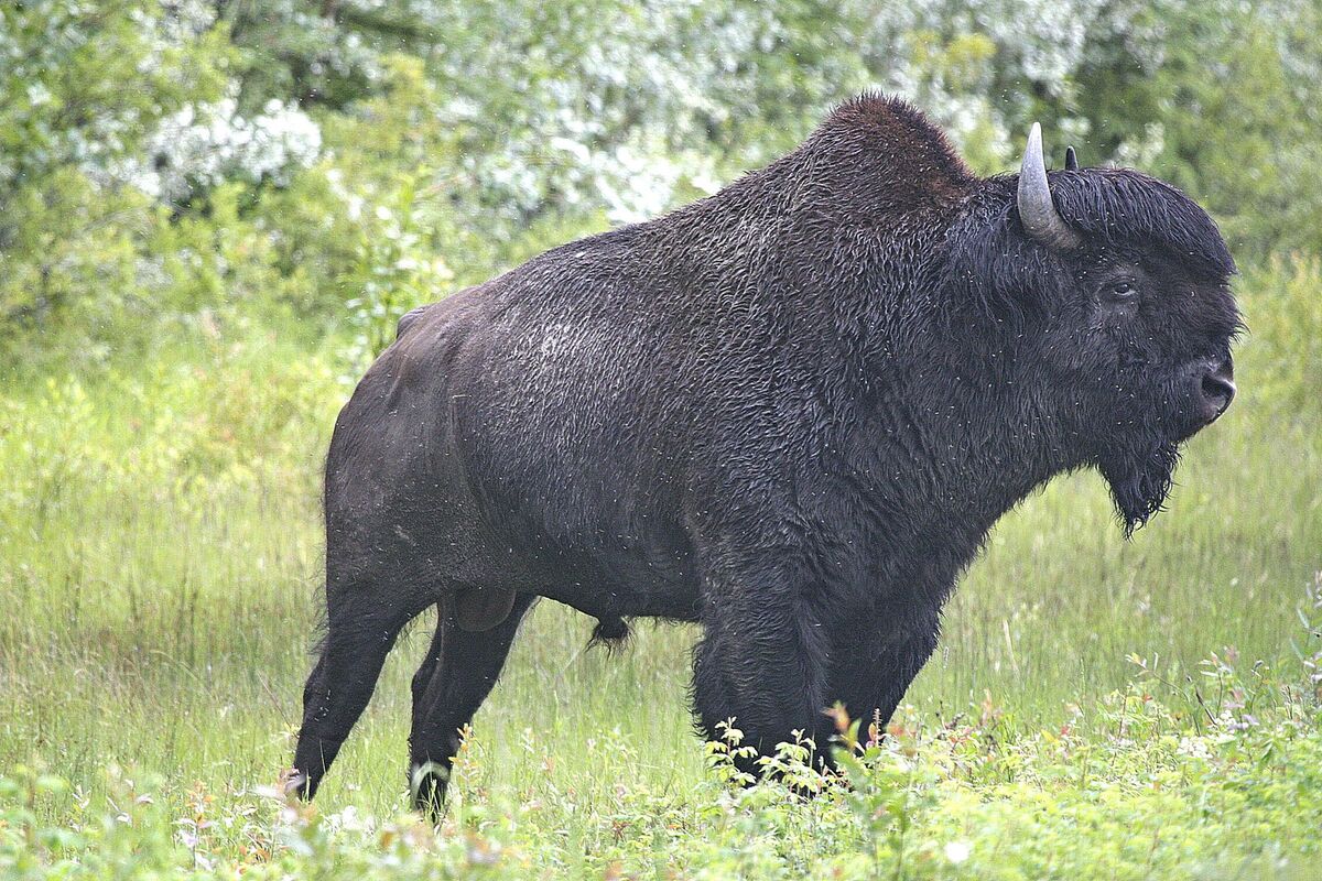 There are also Woodland Bison in the province but ...