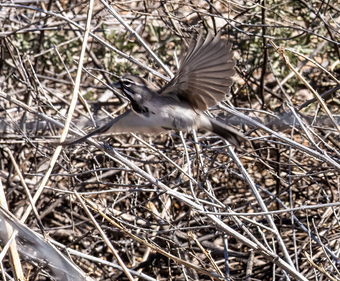 Black-throated Sparrow...