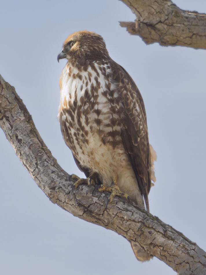 Red-Tailed Hawk (immature)...