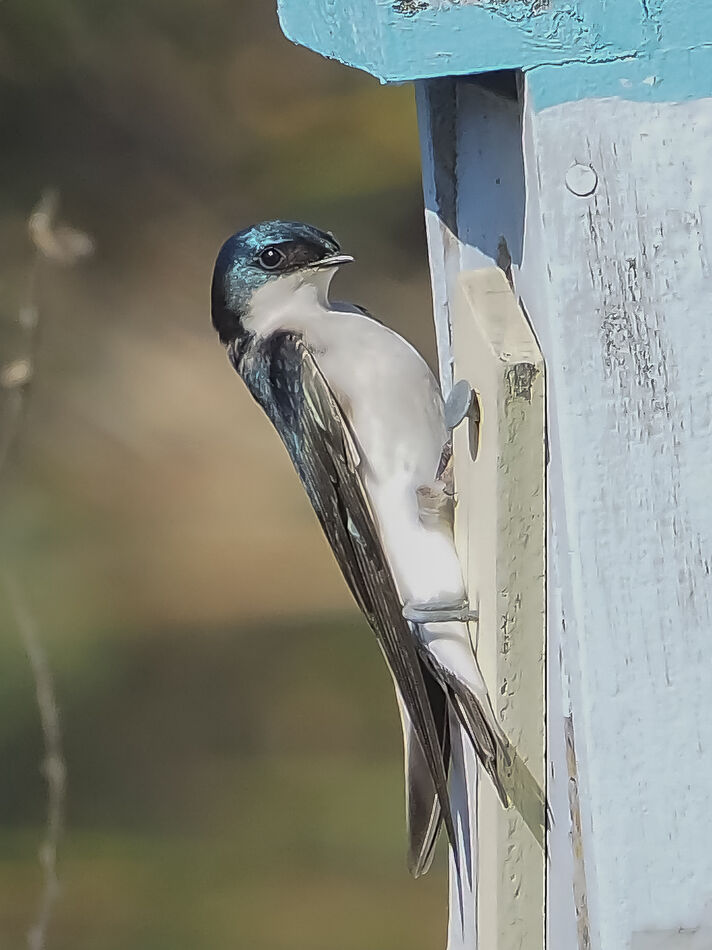 Tree Swallow busily feeding their young in the nes...