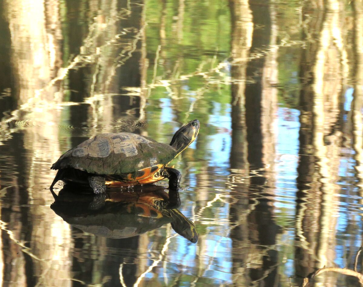 myrtle the turtle was admiring the late afternoon ...