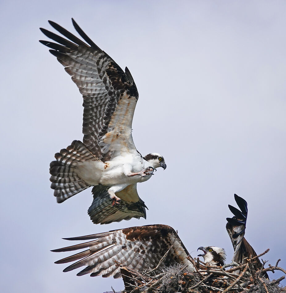 Osprey intruder @ nest - Sony RX10m4: I think the female is sitting on ...