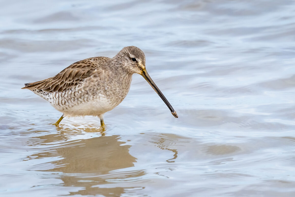 Long Billed Dowitcher...