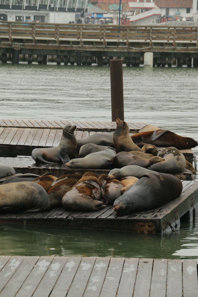 There were Sea Lions at Pier 39. They are in vario...