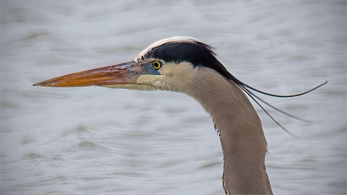 Edwin B. Forsythe Wildlife Refuge Installment No. 3: This Is The Last ...