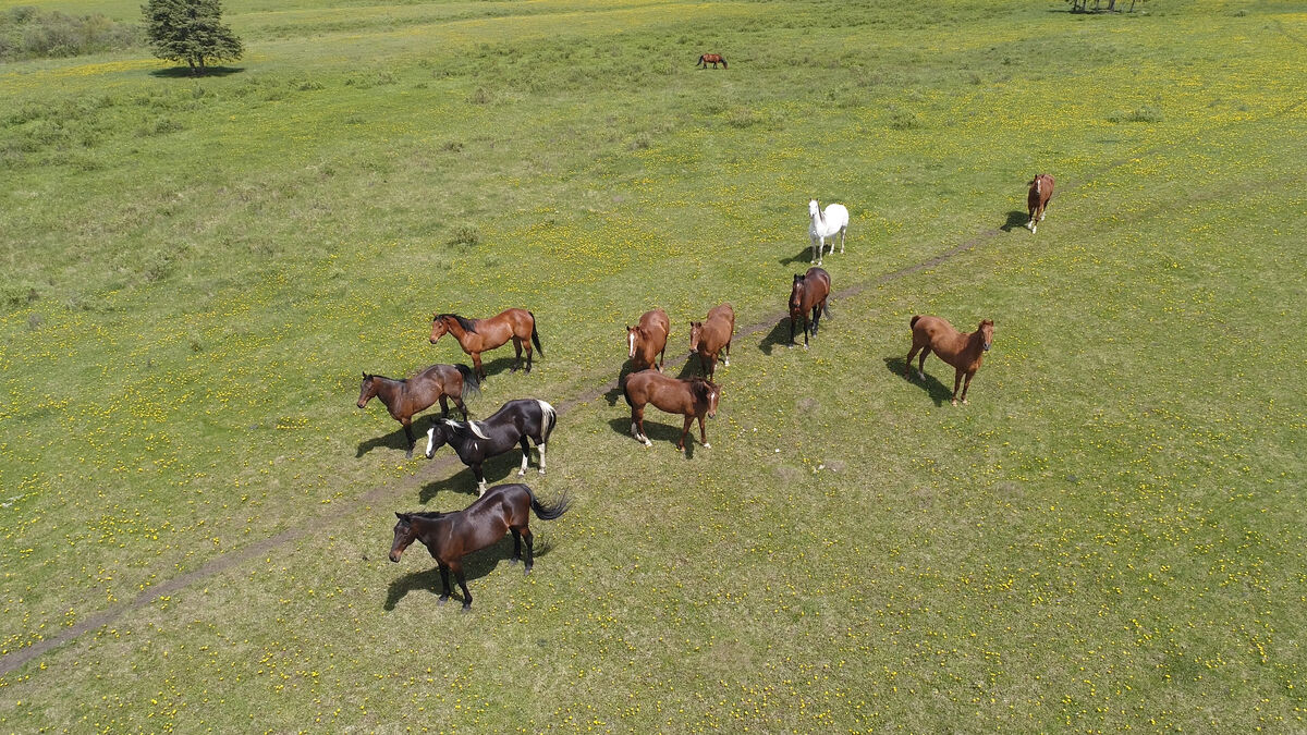 Ranch Horses...