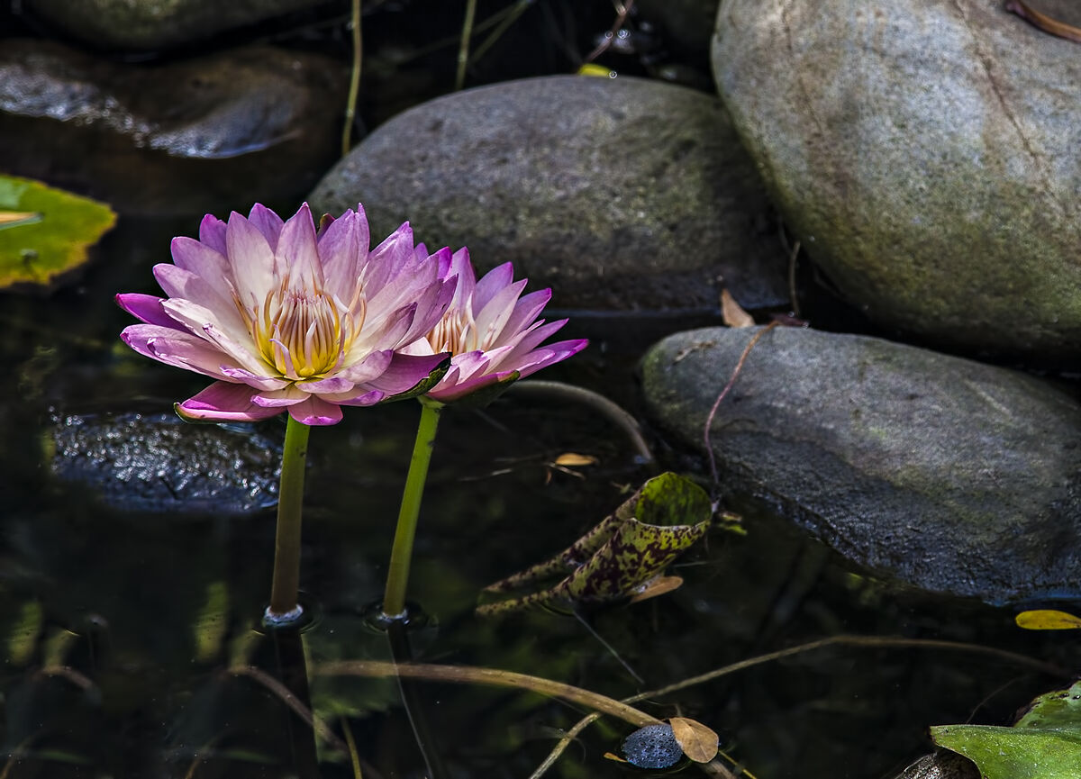 Beautiful Lotus Water lilies in the koi pond at the West Wind Inn on