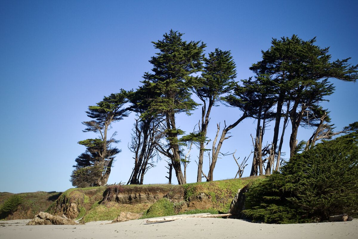Cypress overlooking the beach...