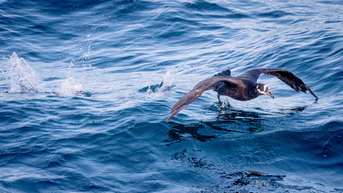 Spectacled Petrel...