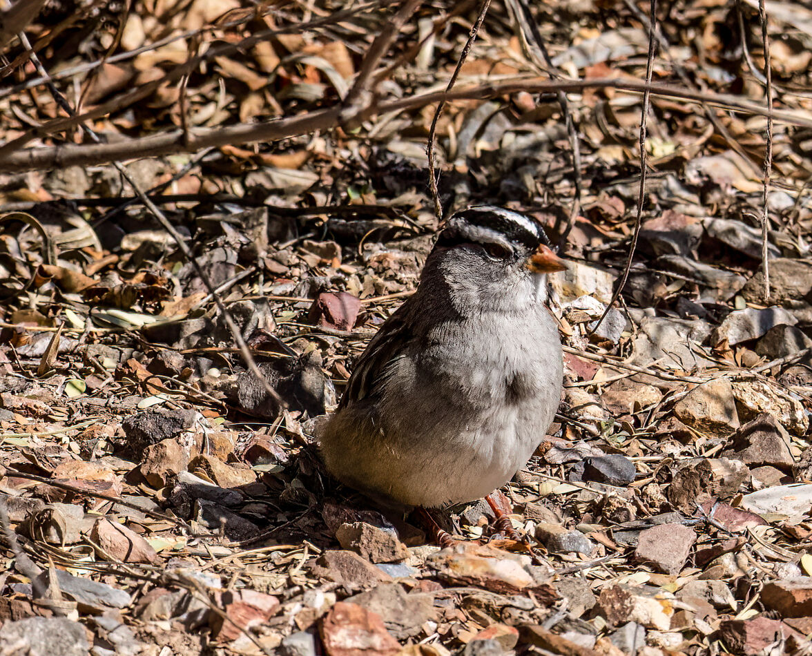 White-crowned Sparrow...