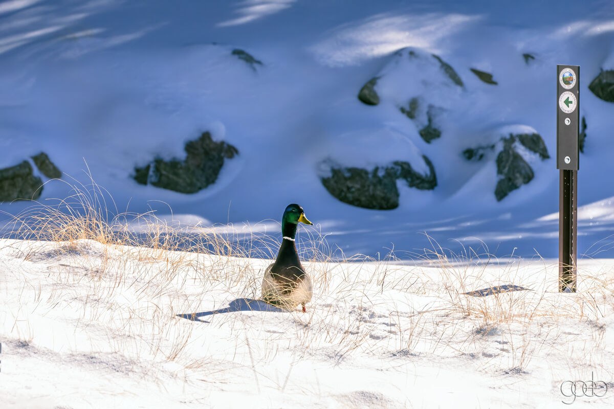 Duck in snow Goldwater Lake...