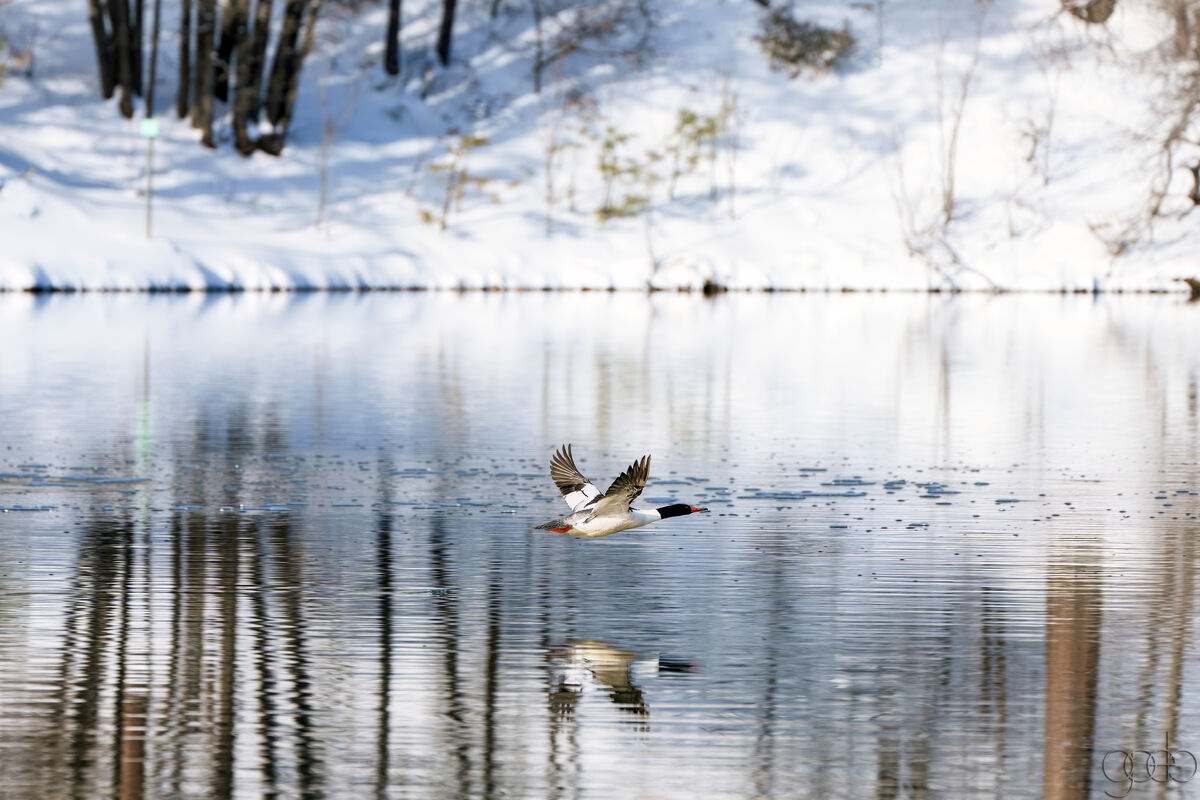 Duck partial frozen lake  Goldwater Lake...