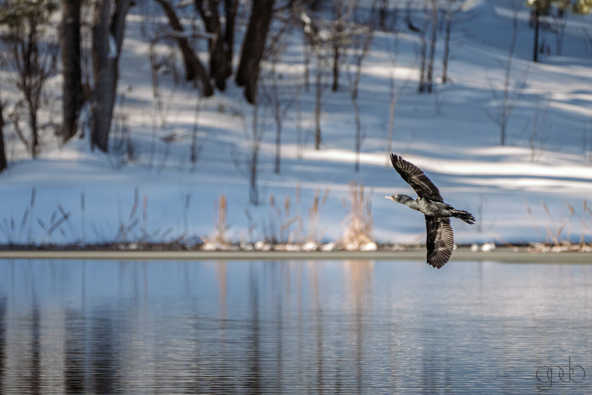 Cormorant at Upper Goldwater Lake...