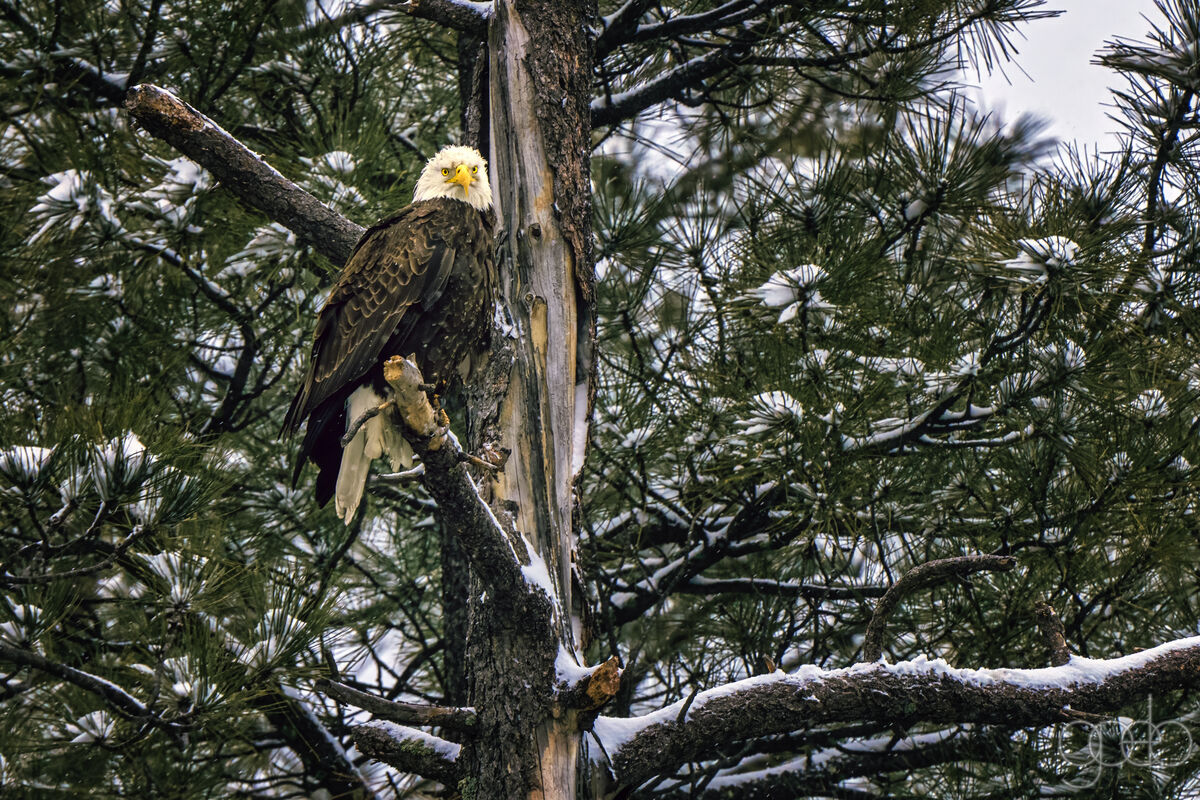 Eagle in a tree Goldwater Lake...