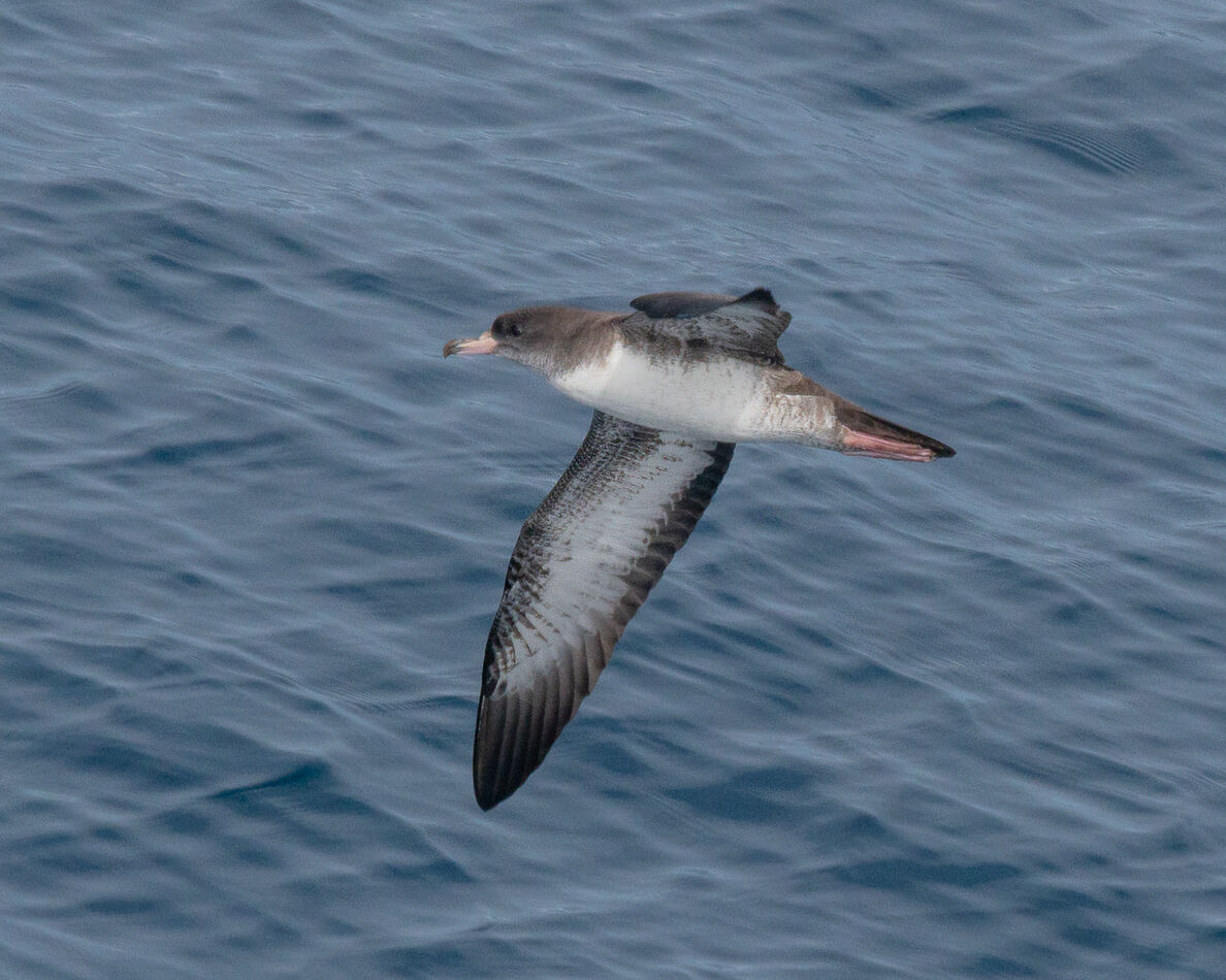 Pink-footed Shearwater...