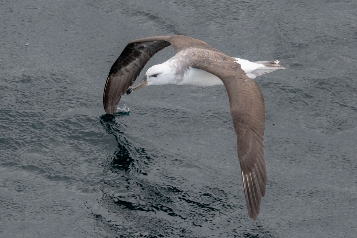 Black-browed Albatross...