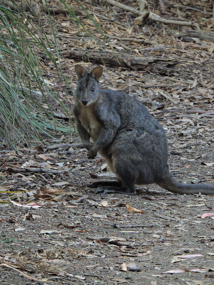 Wallaby - on my afternoon walk....