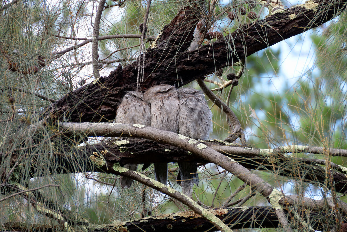Tawny Frogmouths - Mum, Dad and the littlie...