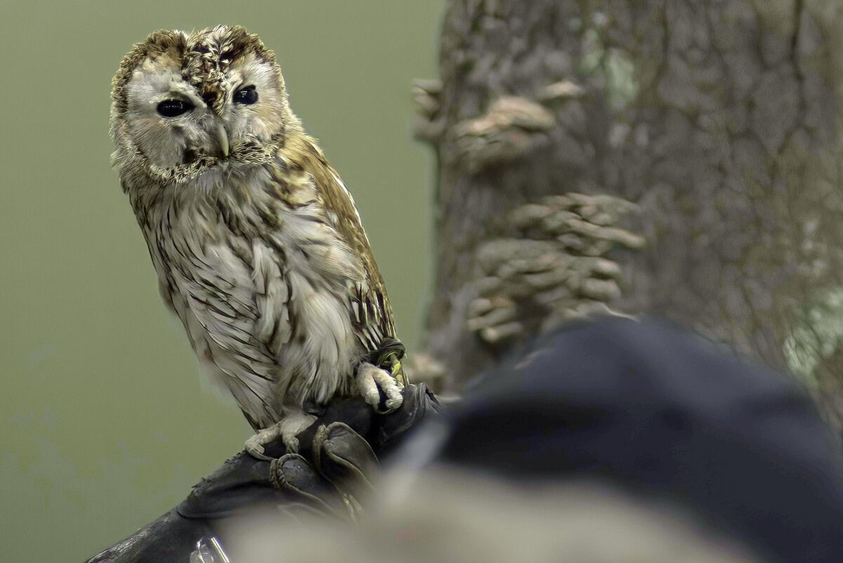 Tawny Owl...