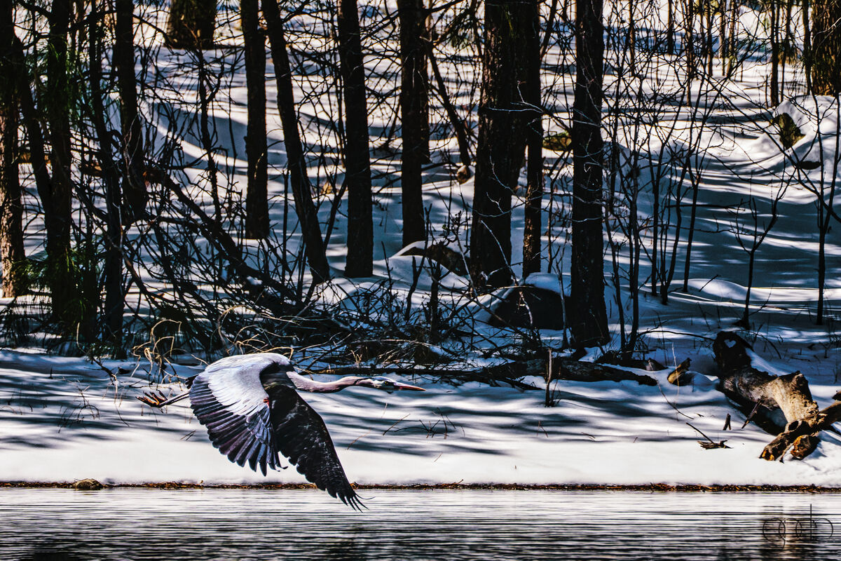 Blue Heron at Goldwater Lake...