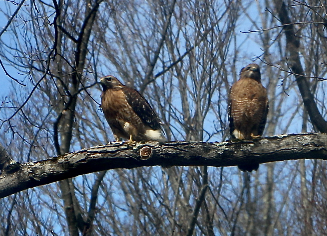 Our hawk's pair are still working on their monster...