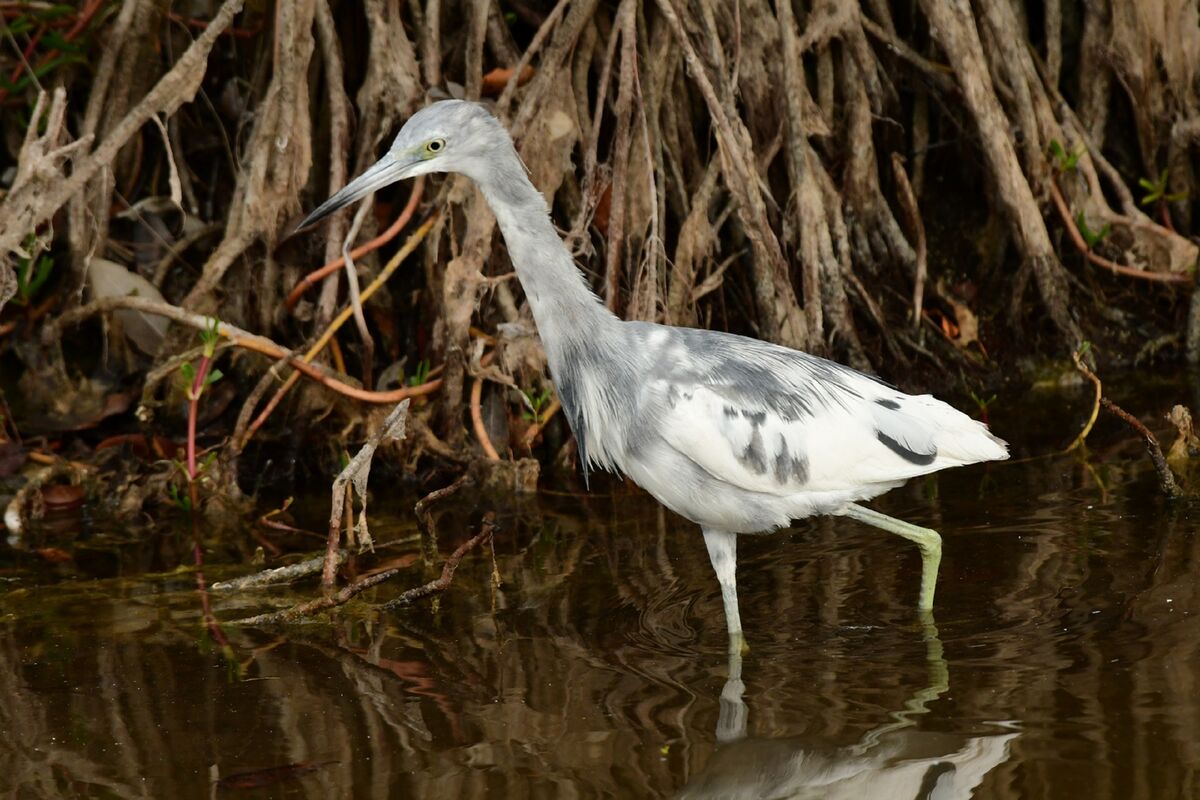 Birds in the Swamp Black Point Wildlife Drive.