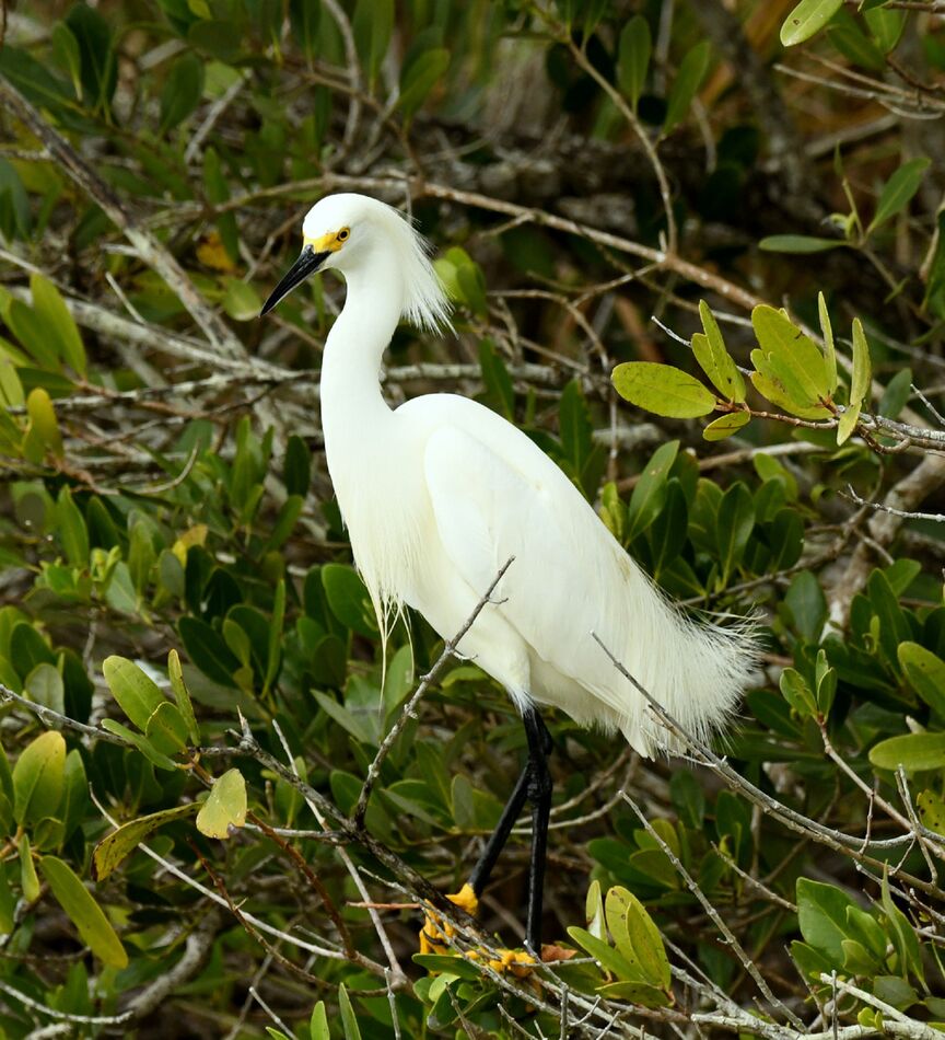 Birds in the Swamp Black Point Wildlife Drive.