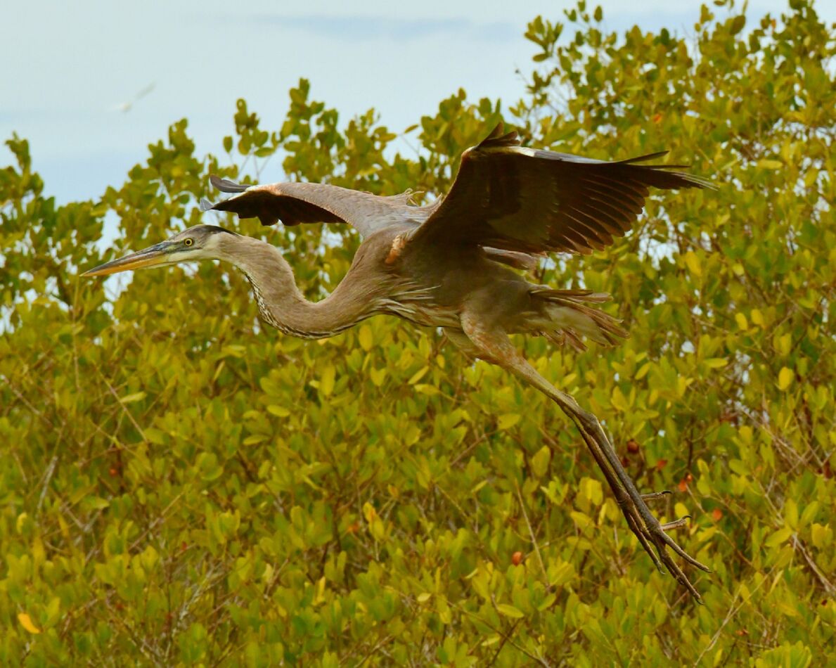 Birds in the Swamp Black Point Wildlife Drive.