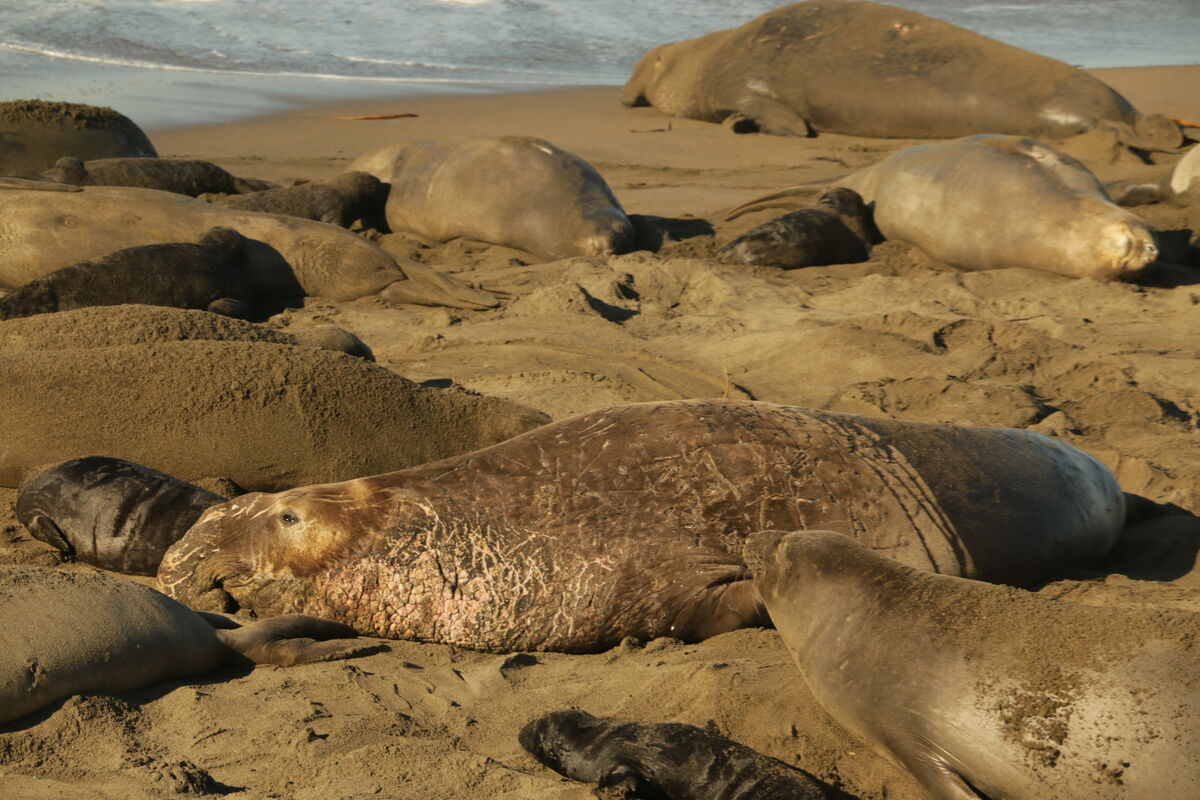 Really old Bull Elephant Seal scarred from a lifet...