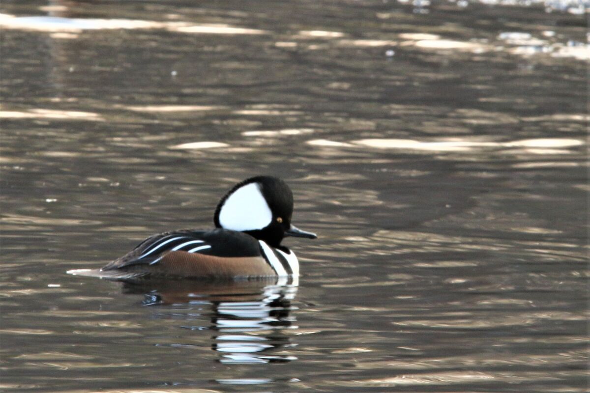 The Hooded Mergansers have invaded a local pond Island Grove Abington