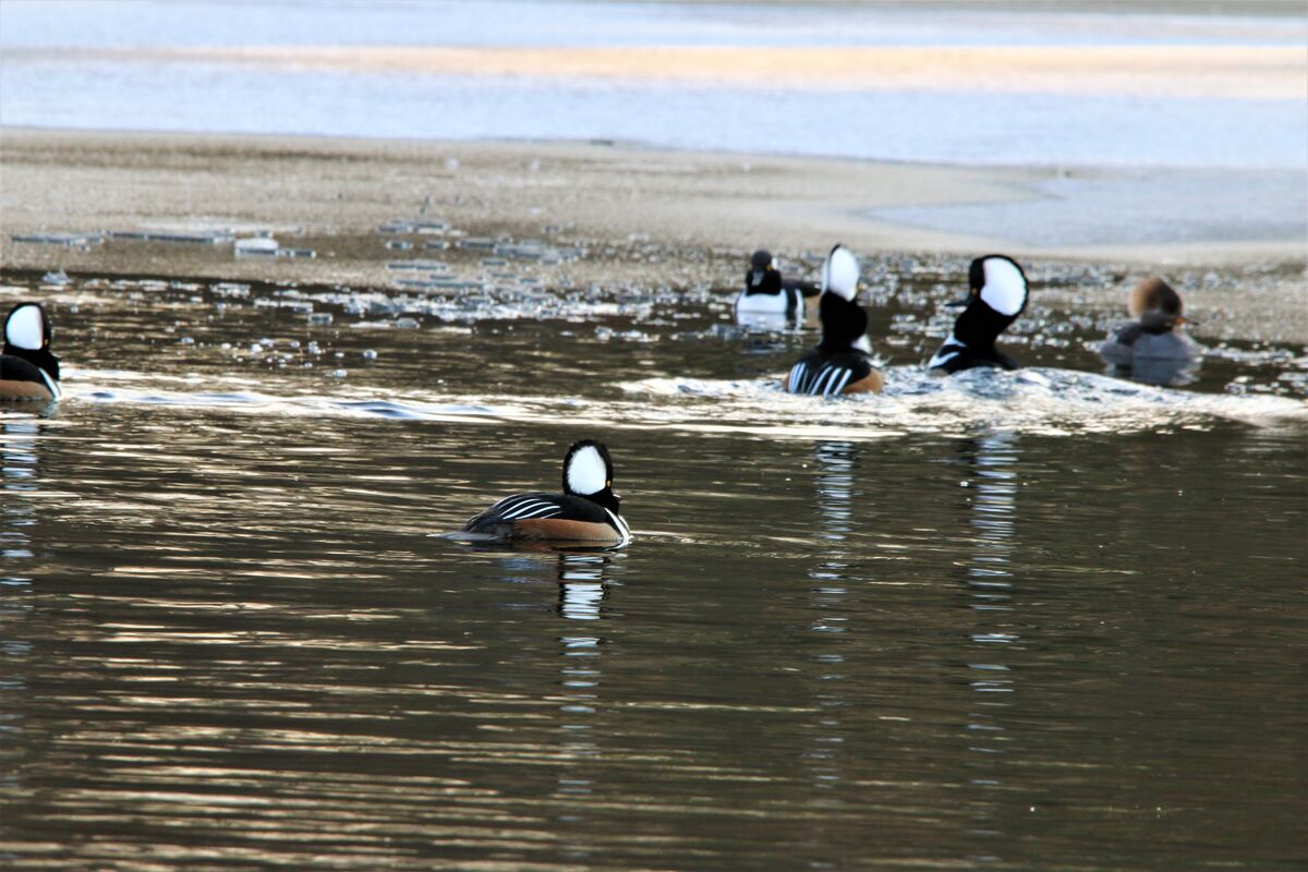 The Hooded Mergansers have invaded a local pond Island Grove Abington