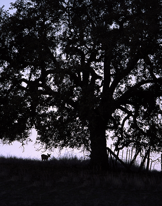 Heritage oak...