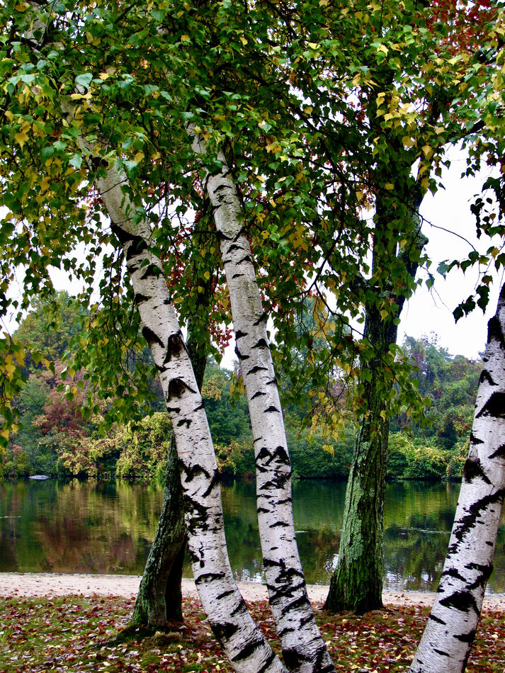 Lovely birch -one of my faves!...