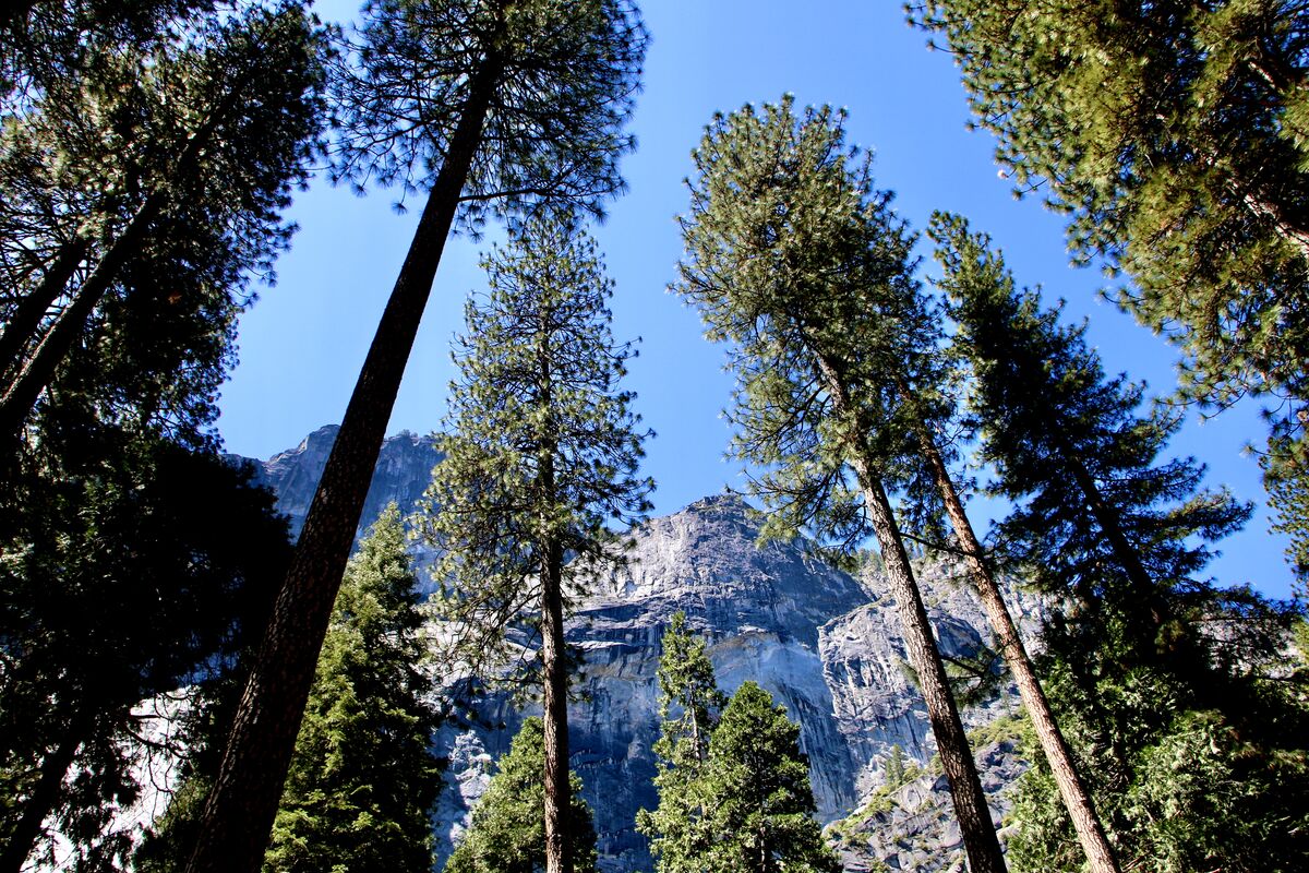 The majesty of Yosemite National Park -mind boggli...