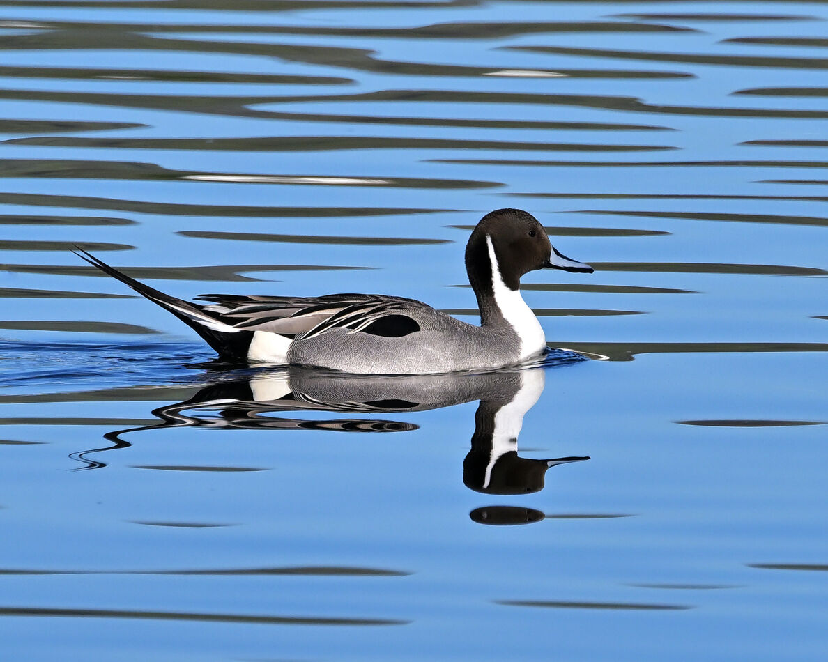 Male Northern Pintail...