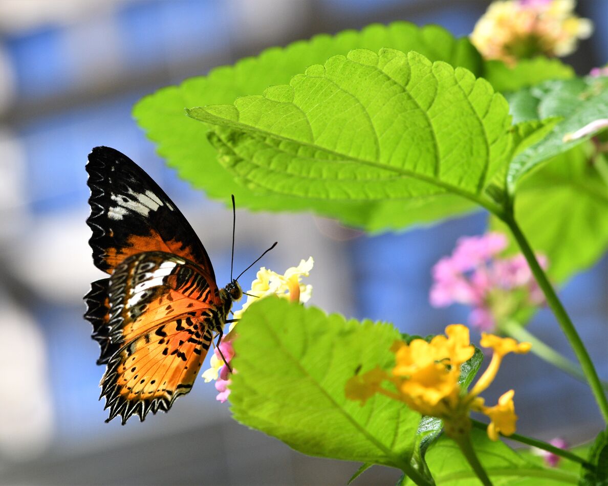 Butterflies on the 1st day of Spring Taken at the Franklin Park Conservatory in Columbus, Ohio
