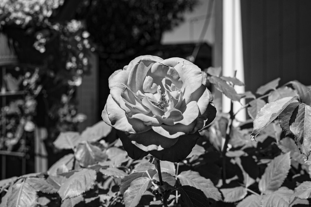 Image shot in RAW of red rose, converted to B&W in...