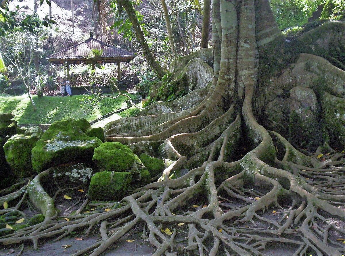Tree Roots, Indonesia...