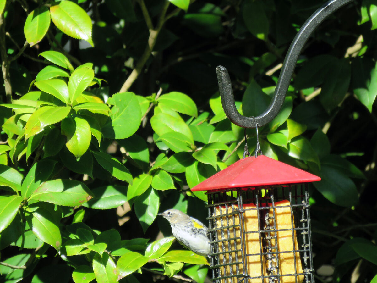Bird on suet Caught this little fellow feeding on a suet feeder. Not