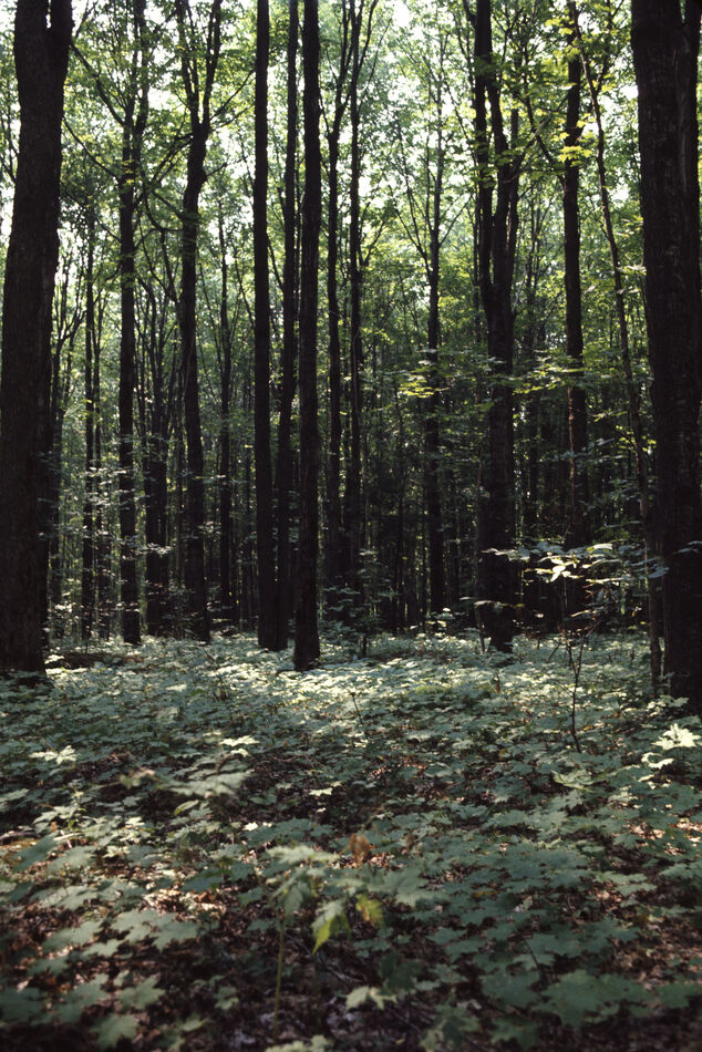 The woods near Lewiston, Michigan - August 1970 - ...
