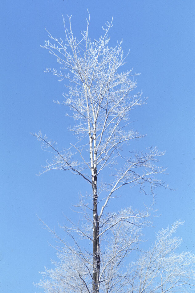 Ice covered tree near Hancock, Michigan - December...
